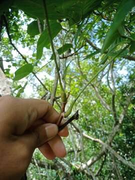 Plancia ëd Aganope heptaphylla (L.) Polhill