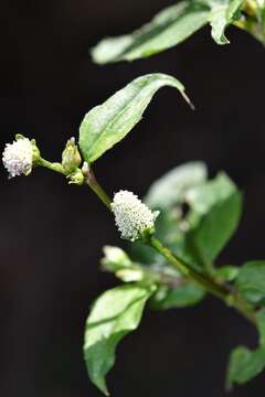 Image of Acmella radicans (Jacquin) R. K. Jansen