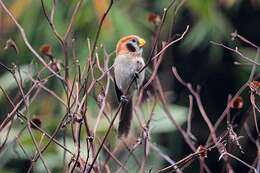 Image of Spot-breasted Parrotbill