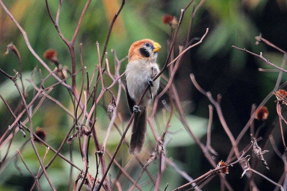 Image of Spot-breasted Parrotbill