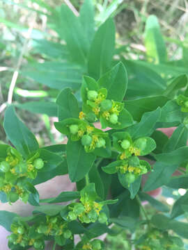 Euphorbia oblongata Griseb. resmi