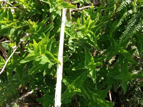 Plancia ëd Hypericum foliosum Dryand. ex Ait.