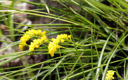 Schizochilus cecilii subsp. culveri (Schltr.) H. P. Linder resmi