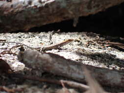 Image of Saxicoline Sunskink