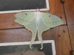 Image of Indian Luna Moth