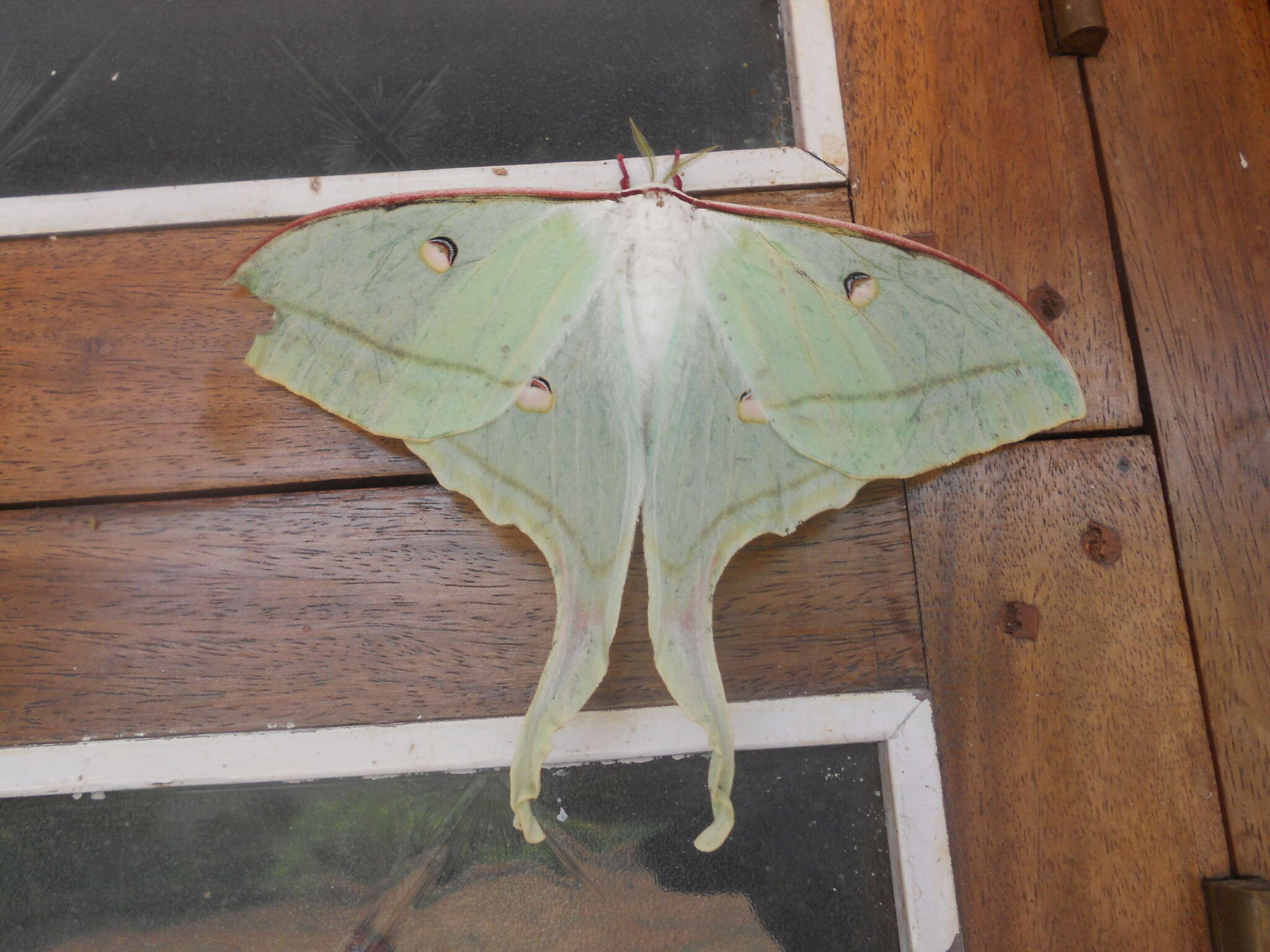 Image of Indian Luna Moth