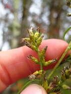 Image of Solidago speciosa subsp. speciosa