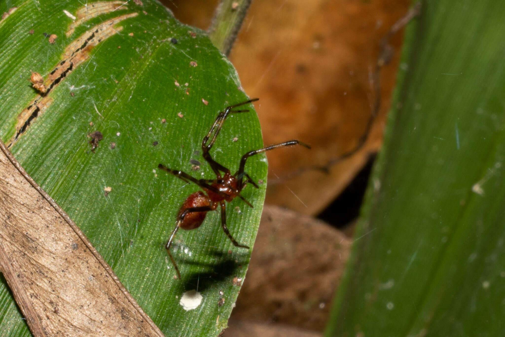 Image of South American social spider