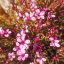 Sivun Acmadenia matroosbergensis Phill. kuva