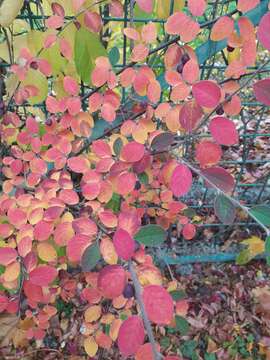 Image of Fang's cotoneaster