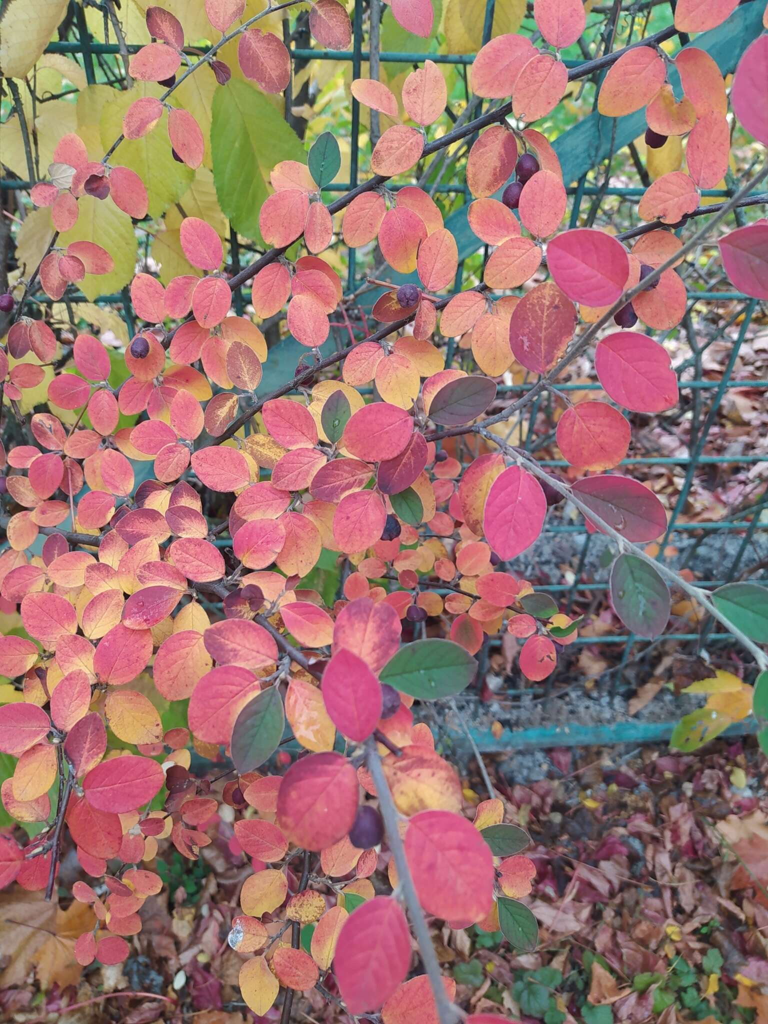 Image of Fang's cotoneaster