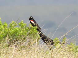 Image of Long-tailed Whydah