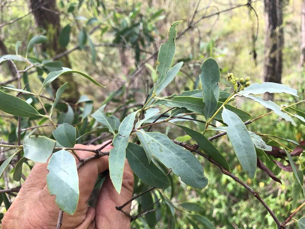 Image of Santalum lanceolatum R. Br.