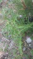 Image of Cirsium laniflorum (M. Bieb.) Fischer