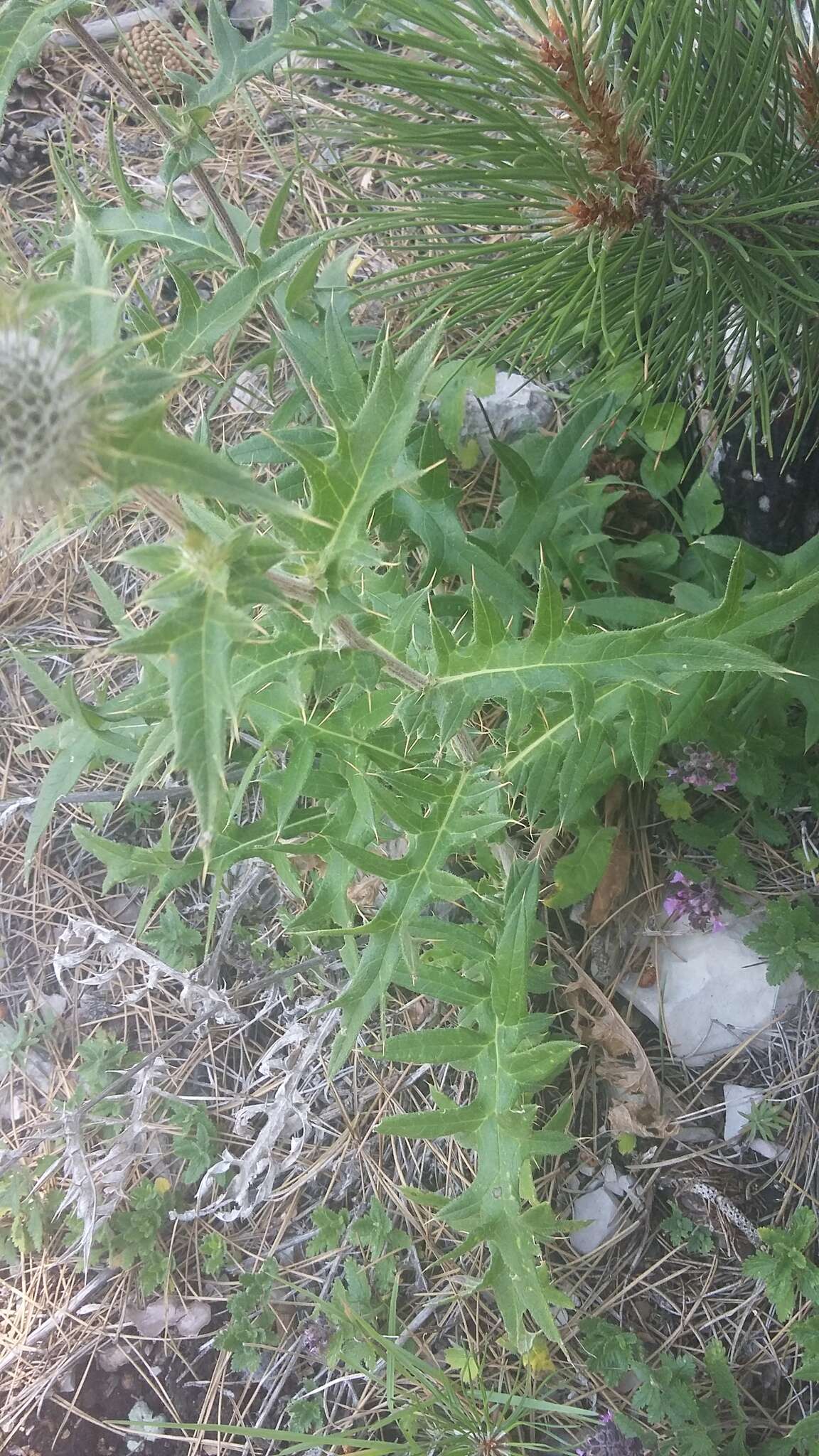 Image of Cirsium laniflorum (M. Bieb.) Fischer