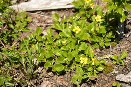 Image of Chilean yellow violet