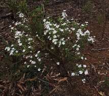 Image of Olearia minor (Benth.) N. S. Lander