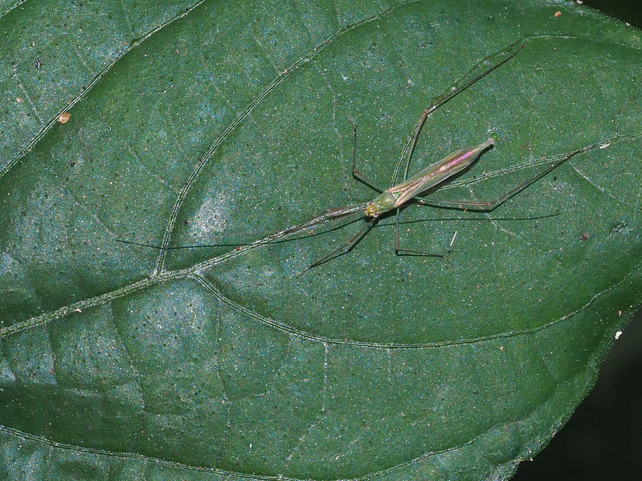 Image de Mecistoscelis scirtetoides Reuter 1891