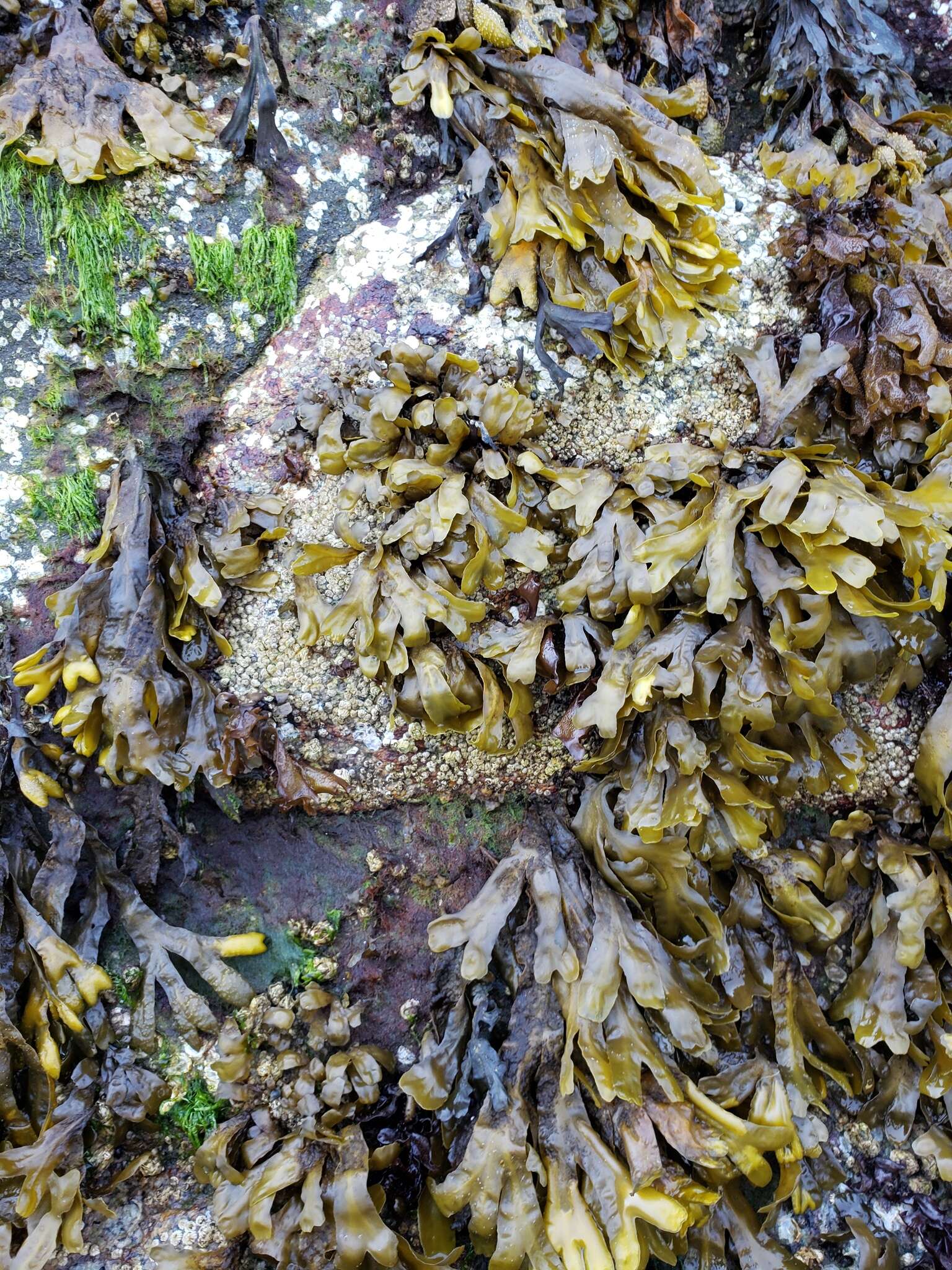 Image of Polysiphonia pacifica