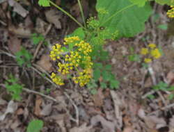 Image of Thaspium barbinode (Michx.) Nutt.