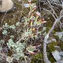 Image of Adromischus caryophyllaceus (Burm. fil.) Lem.