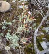 Image of Adromischus caryophyllaceus (Burm. fil.) Lem.