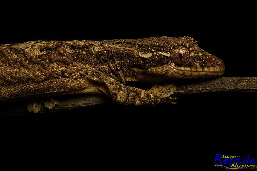 Image of Thecadactylus solimoensis Bergmann & Russell 2007