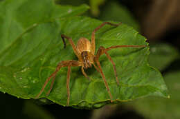 صورة Dolomedes sulfureus L. Koch 1878