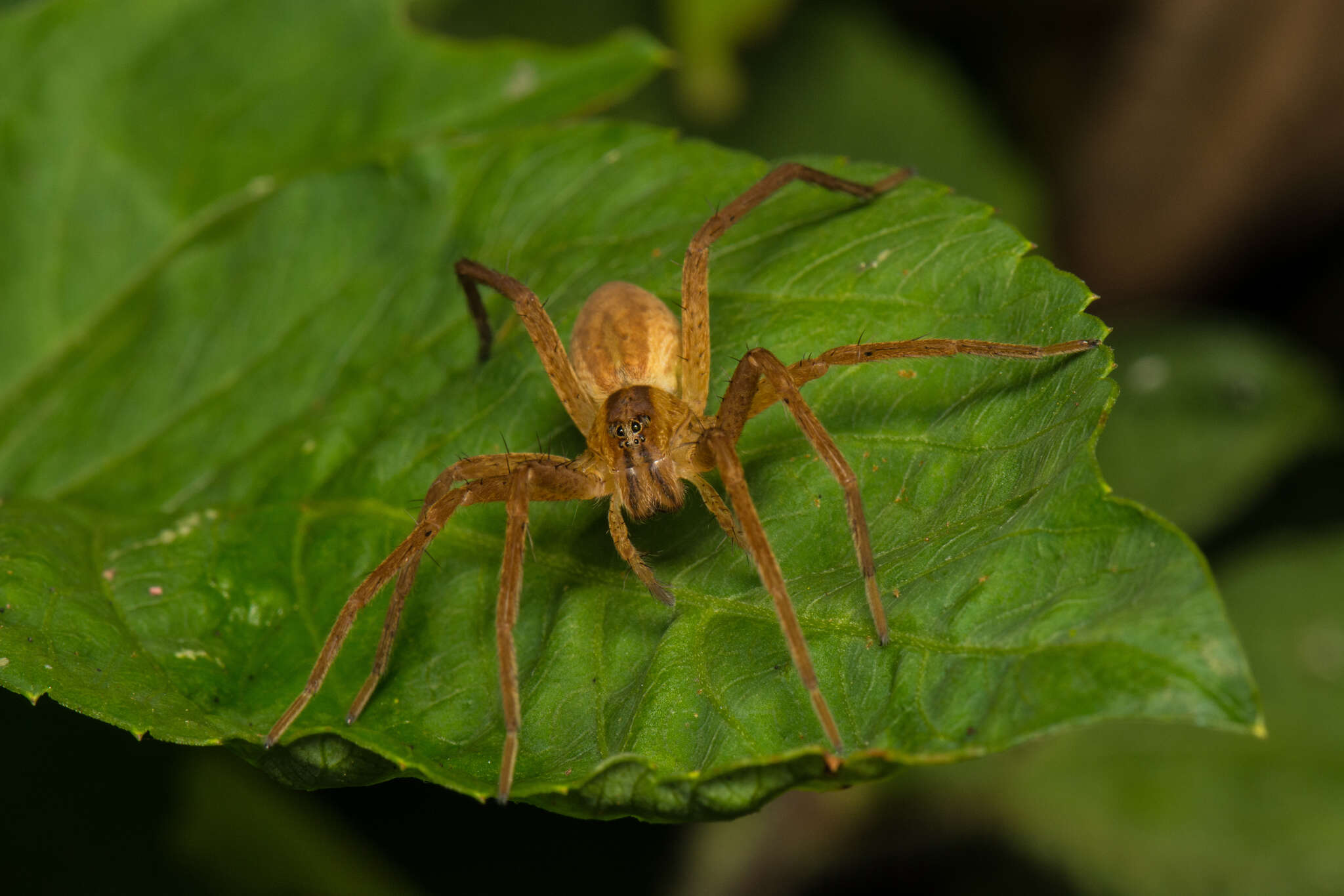 صورة Dolomedes sulfureus L. Koch 1878