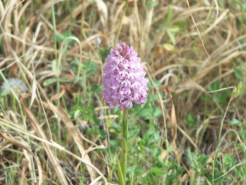 Anacamptis pyramidalis (rights holder: Benjmain Crain)