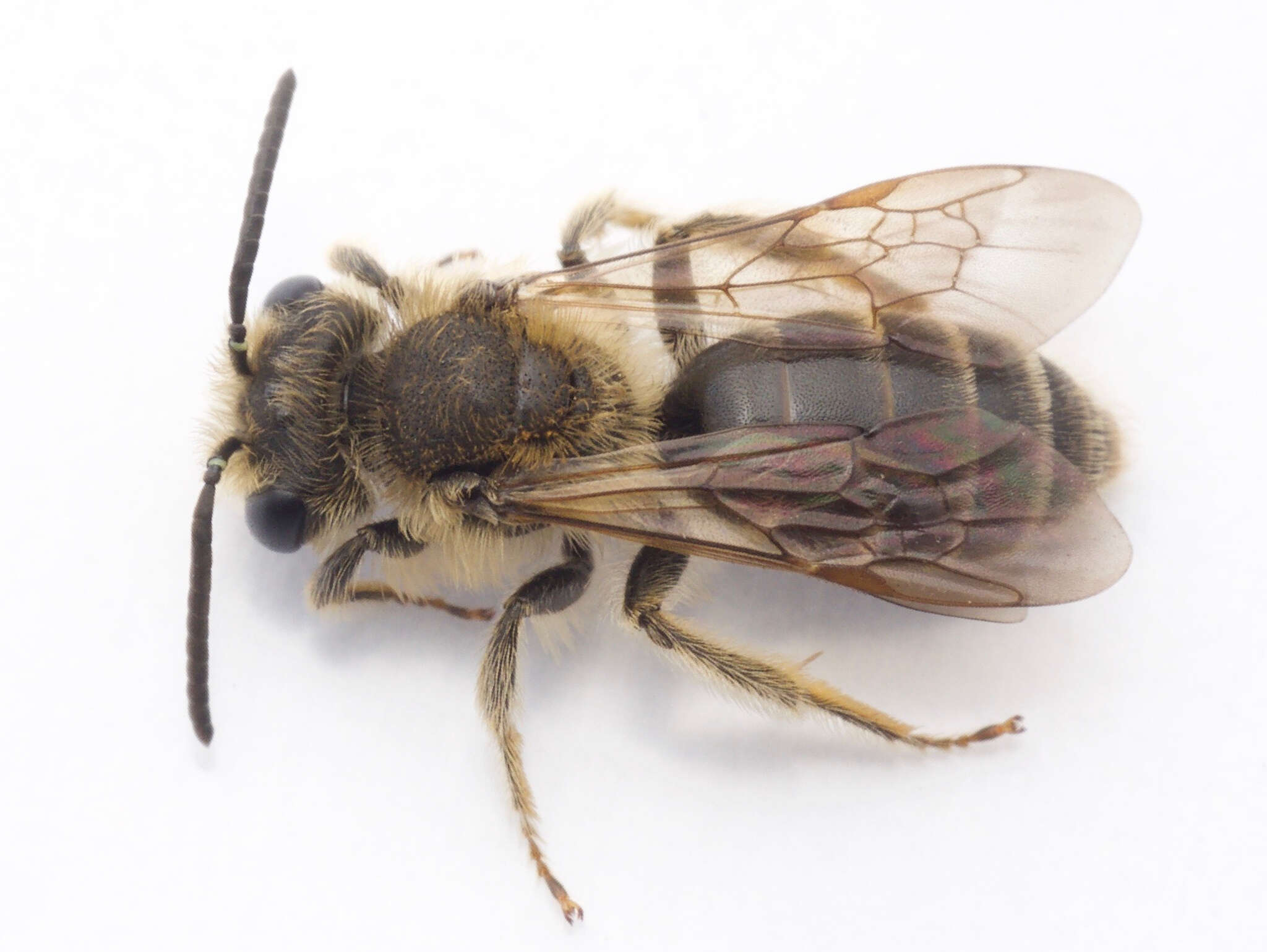 Image of Cresson's Andrena