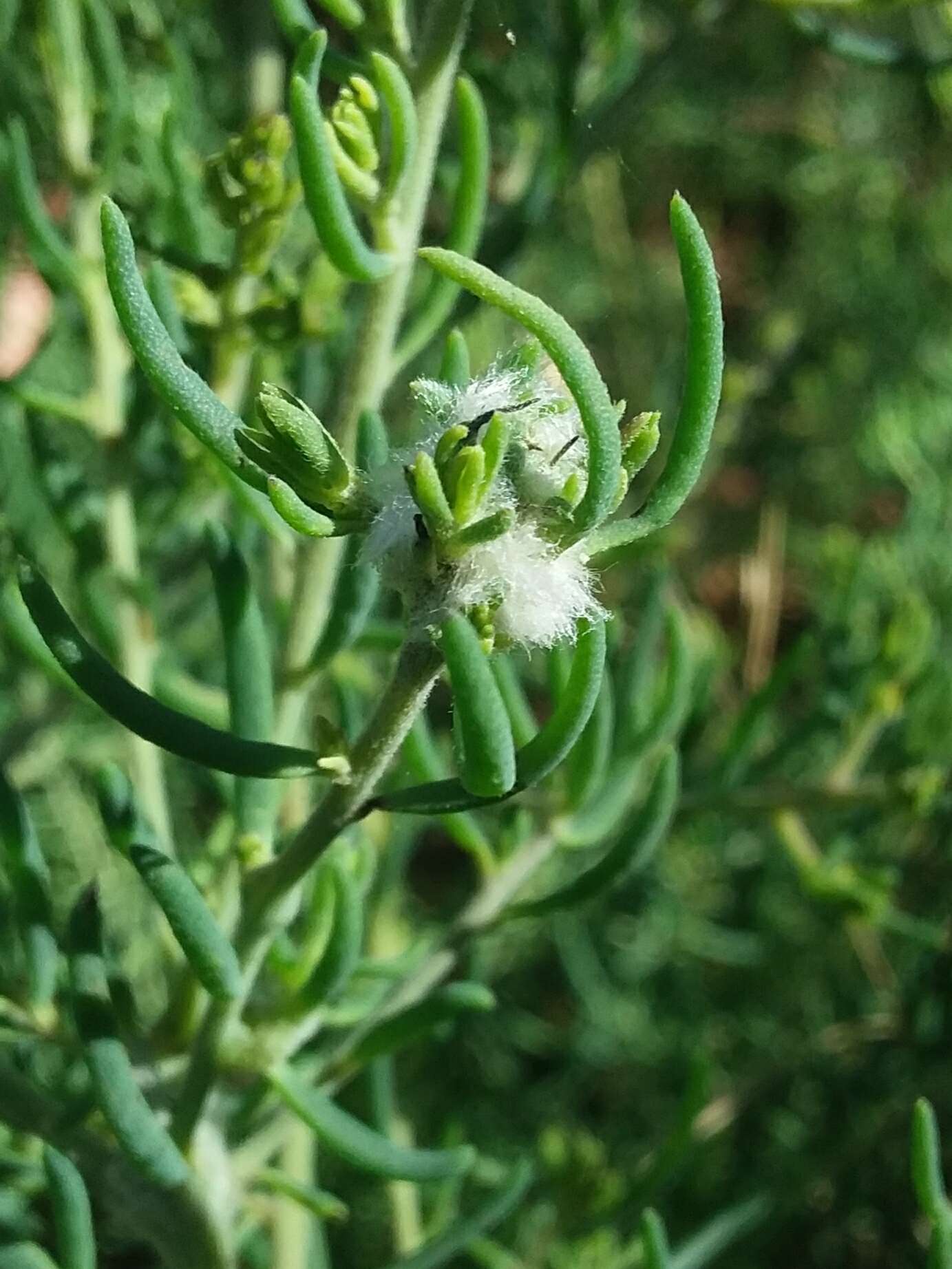 Plancia ëd <i>Asphondylia tonsura</i>