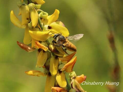 Megachile bicolor (Fabricius 1781)的圖片