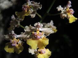 Image of Trichocentrum andreanum (Cogn.) R. Jiménez & Carnevali