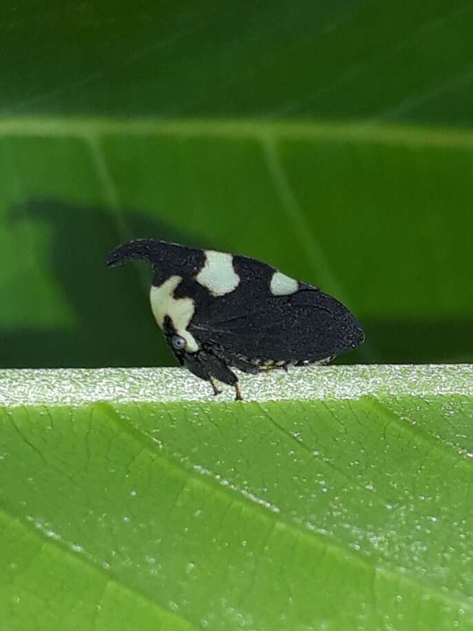 Imagem de Enchophyllum quinquemaculata Fairmaire