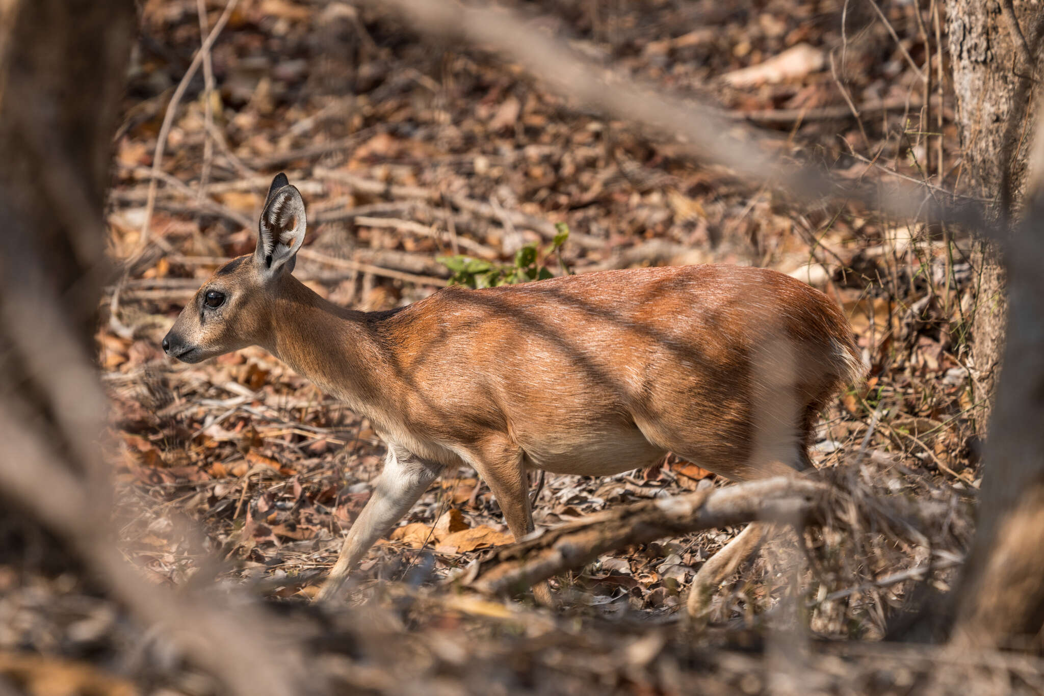 Image of Sharpe's Grysbok