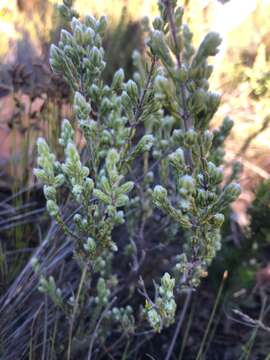 Image of Erica capitata L.