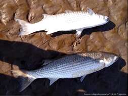 Image of Blueback Mullet