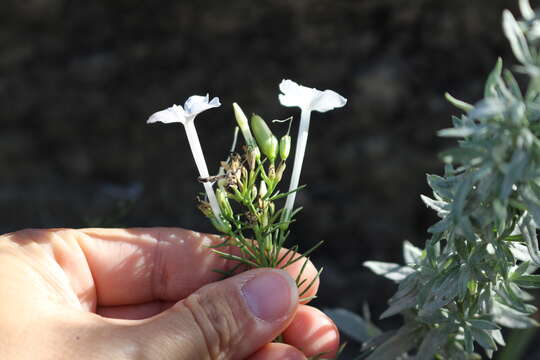 Image of flaxflowered ipomopsis