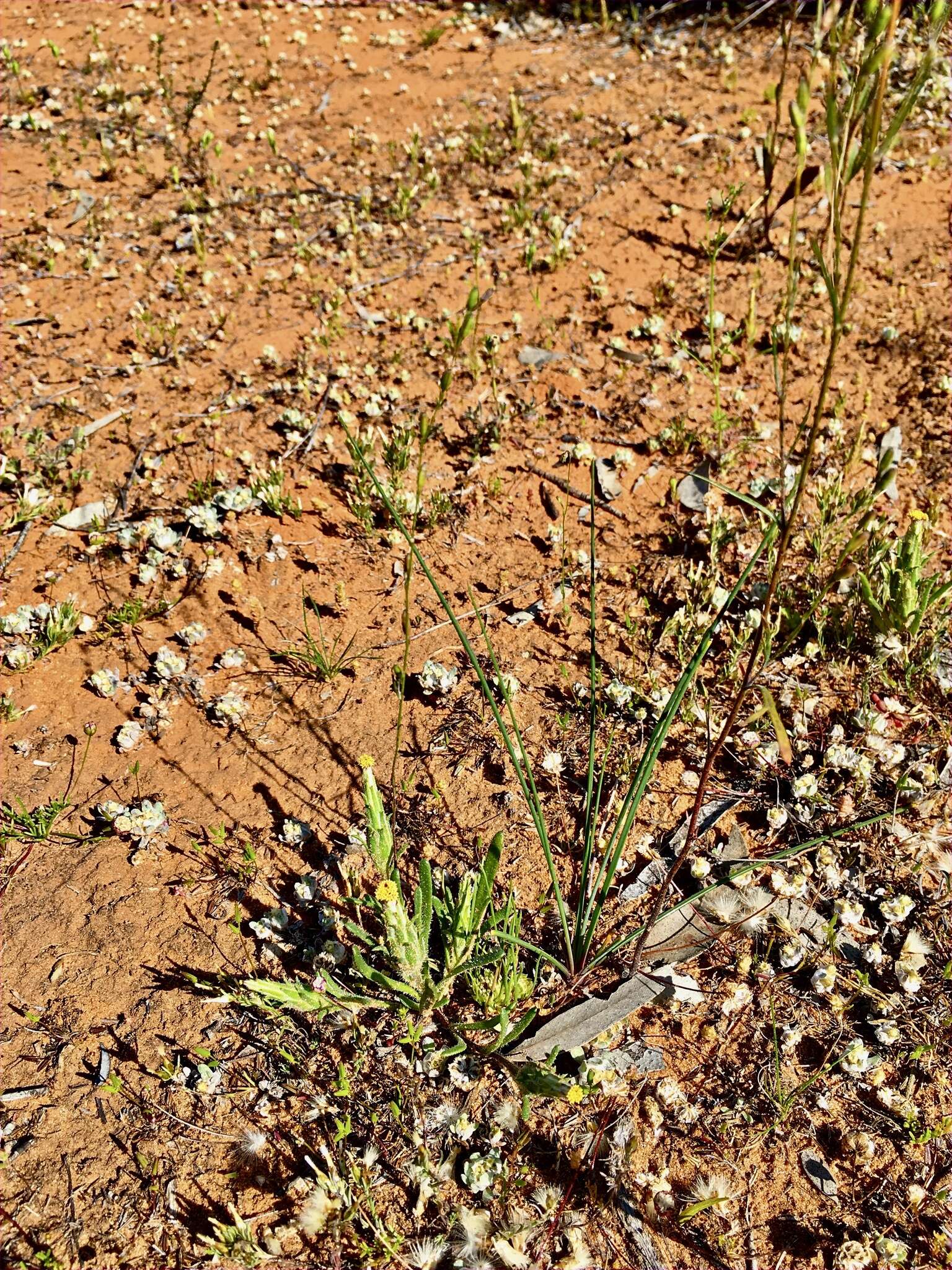 Image of Podotheca angustifolia (Labill.) Less.