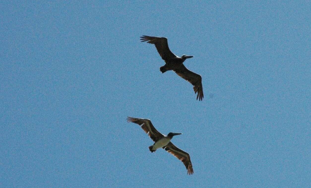 Image of California brown pelican