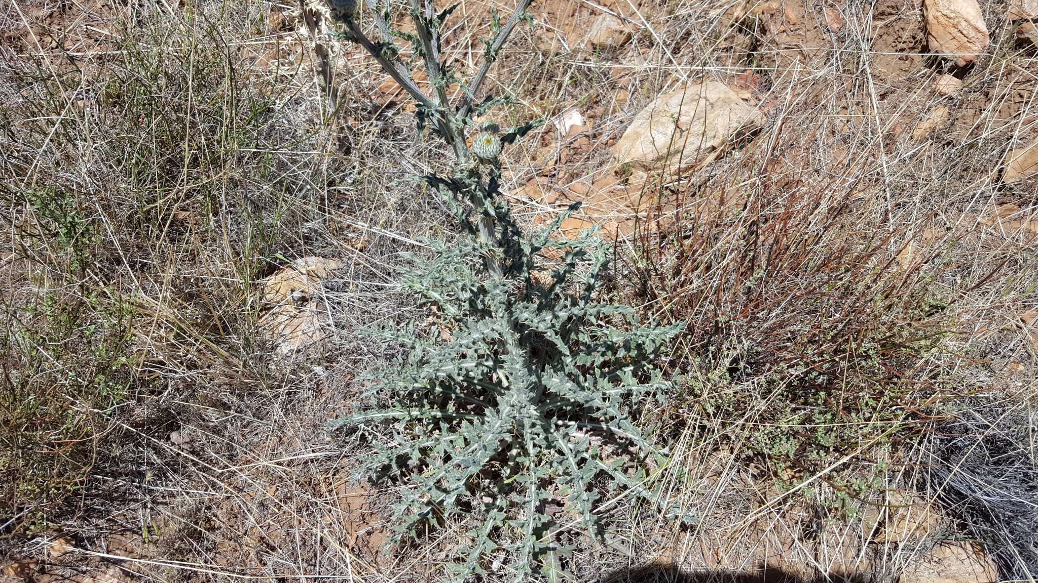 Image of cobwebby thistle