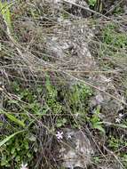 Image of Dianthus strictus Banks & Solander