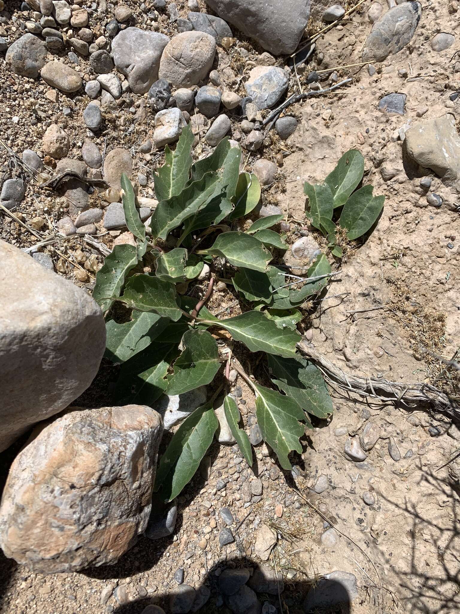 Image of Mojave milkweed