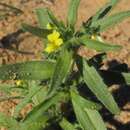 صورة Nemesia arenifera Bester & H. M. Steyn