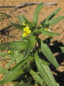 Слика од Nemesia arenifera Bester & H. M. Steyn