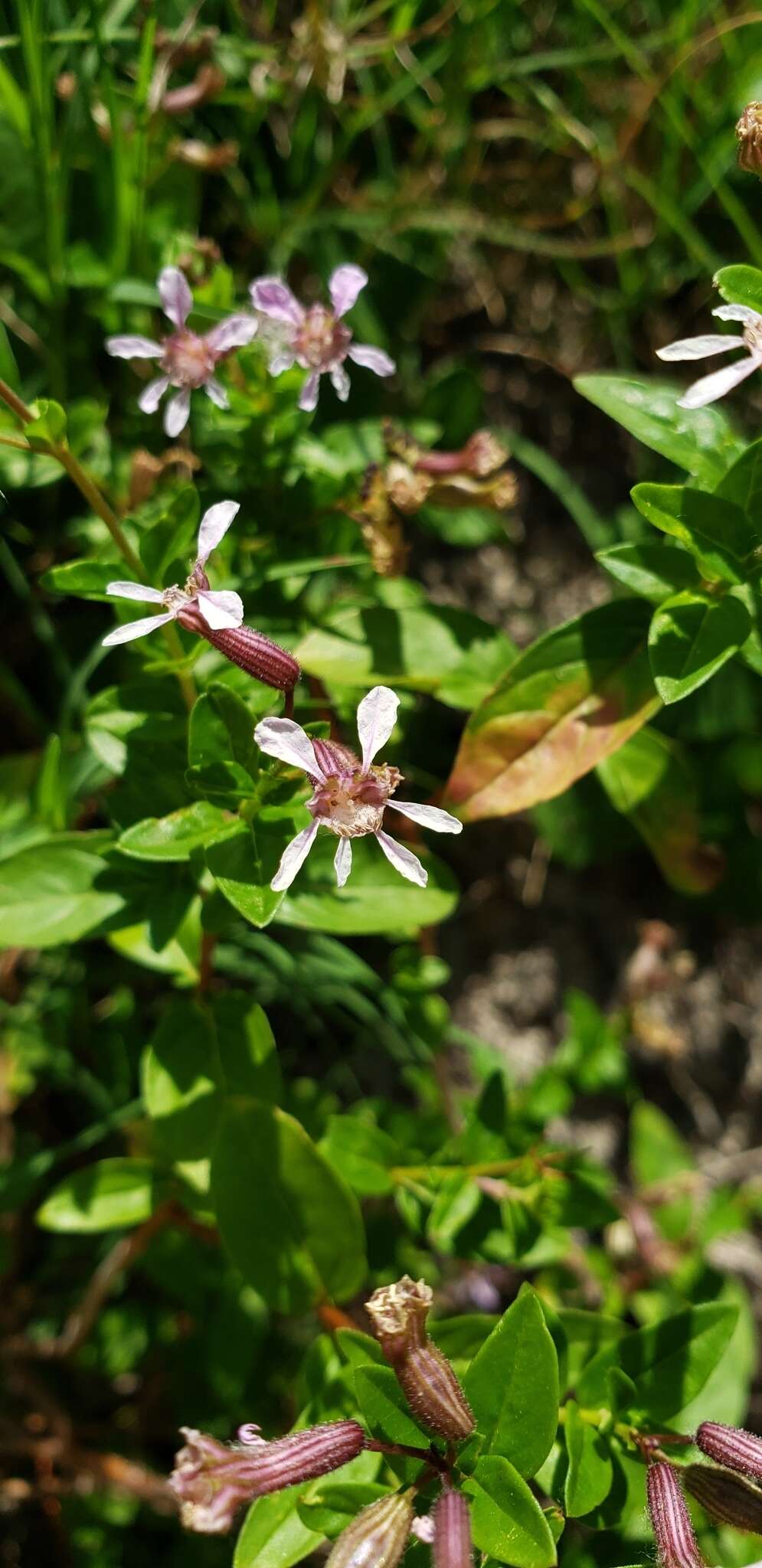 Image of Cuphea racemosa (L. fil.) Sprengel