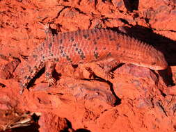 Image of Egernia cygnitos Doughty & Kealley