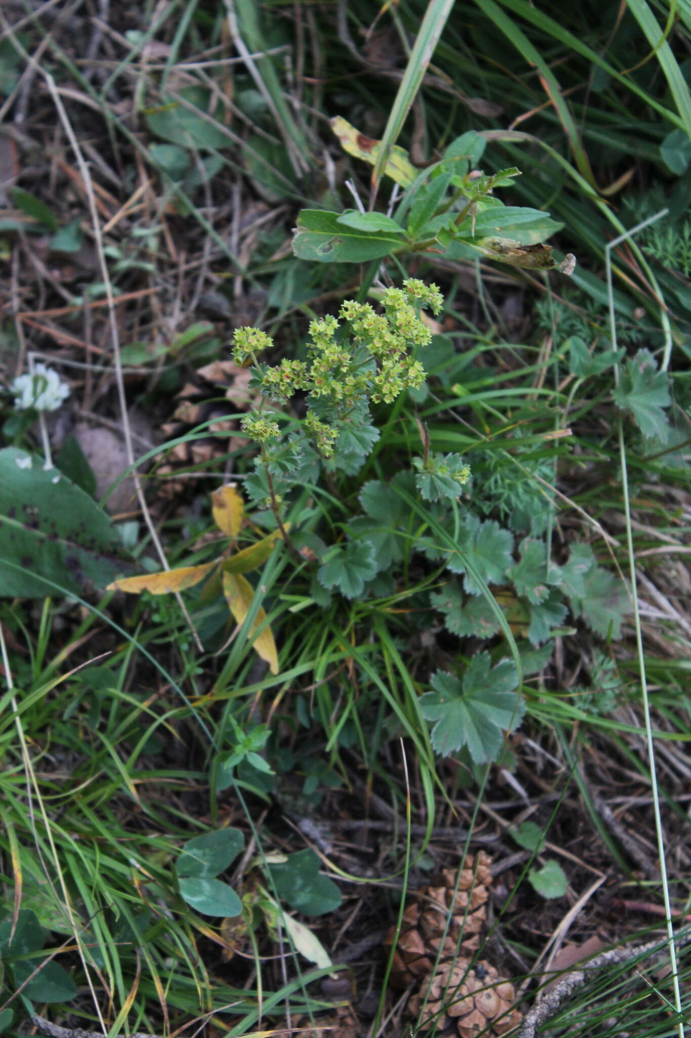 Image of Alchemilla caucasica Buser