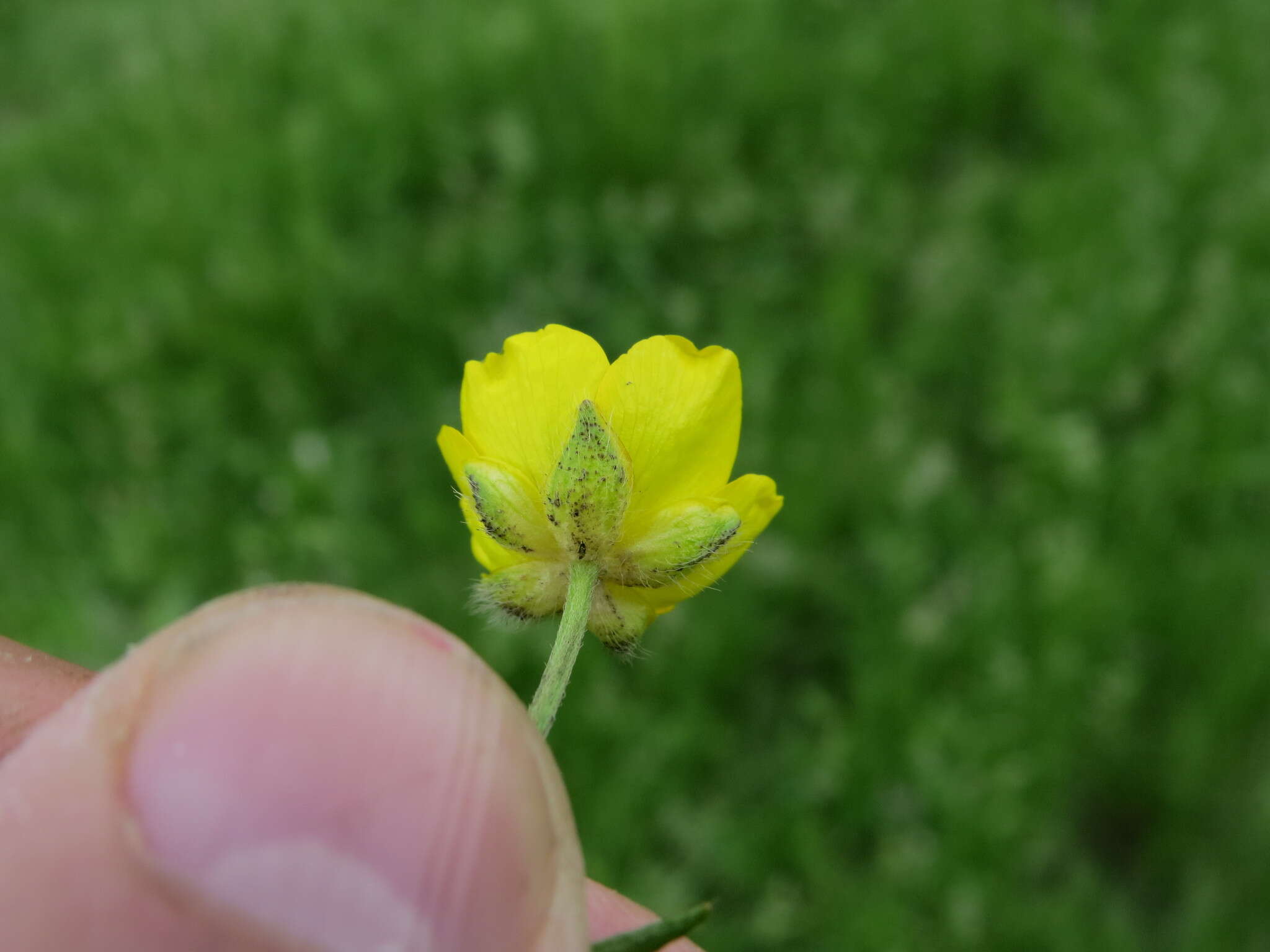 Image of Ranunculus polyanthemos L.